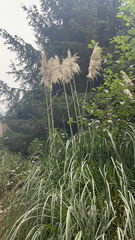 Cortaderia