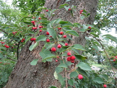 Cotoneaster multiflorus