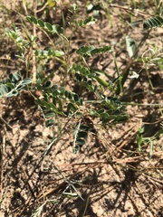 Phyllanthus abnormis