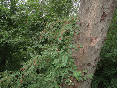 Cotoneaster multiflorus