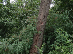 Cotoneaster multiflorus