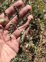 Phyllanthus abnormis