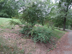 Cotoneaster multiflorus