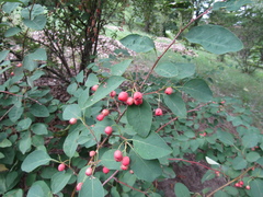 Cotoneaster multiflorus