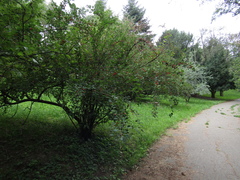 Cotoneaster multiflorus