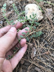 Phyllanthus abnormis