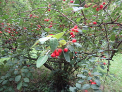 Cotoneaster multiflorus