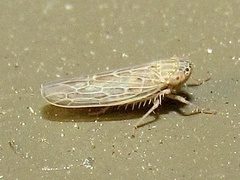 Graminella sonora