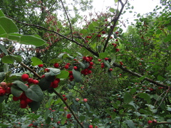 Cotoneaster multiflorus