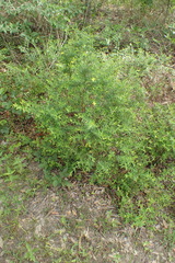 Hypericum crux-andreae