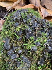 Peltigera evansiana