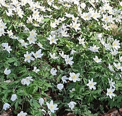 Anemonoides nemorosa