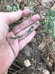 Phyllanthus abnormis