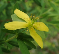 Hypericum crux-andreae