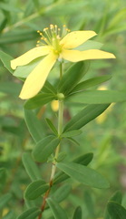 Hypericum crux-andreae