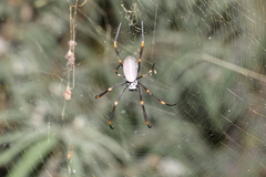 Trichonephila plumipes