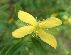 Hypericum crux-andreae