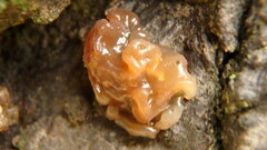 Phaeotremella fimbriata