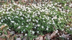 Anemonoides nemorosa