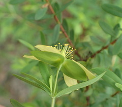 Hypericum crux-andreae