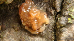 Phaeotremella fimbriata