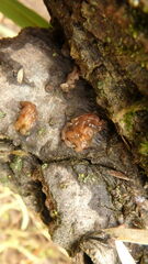 Phaeotremella fimbriata
