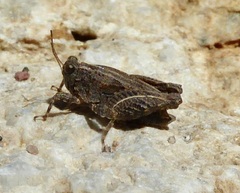 Paratettix mexicanus