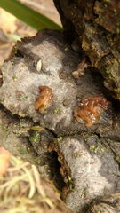 Phaeotremella fimbriata