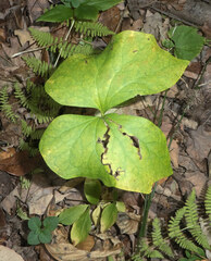 Jeffersonia diphylla