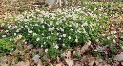 Anemonoides nemorosa