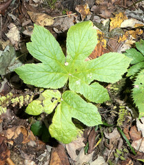 Hydrastis canadensis