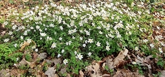 Anemonoides nemorosa