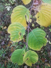 Cornus rugosa