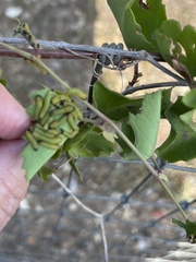 Ceratulus spectabilis