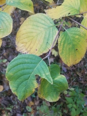 Cornus rugosa