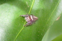 Opisthoncus parcedentatus