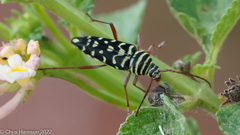 Placosternus difficilis