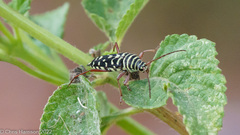 Placosternus difficilis