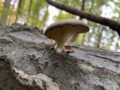 Pleurotus ostreatus