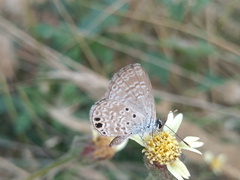 Hemiargus ceraunus astenidas