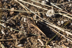 Cratypedes neglectus