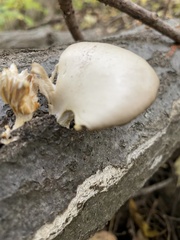 Pleurotus ostreatus