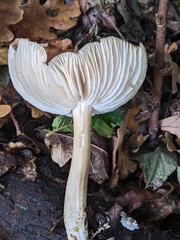 Megacollybia