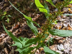 Solidago curtisii