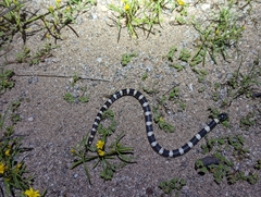 Rhinocheilus lecontei