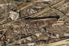 Cratypedes neglectus