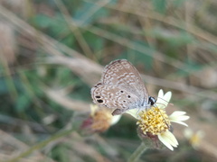 Hemiargus ceraunus astenidas