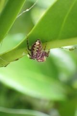 Opisthoncus parcedentatus