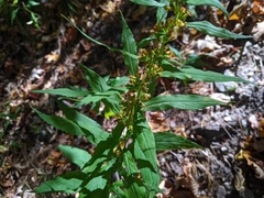 Solidago curtisii