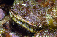 Ostreidae